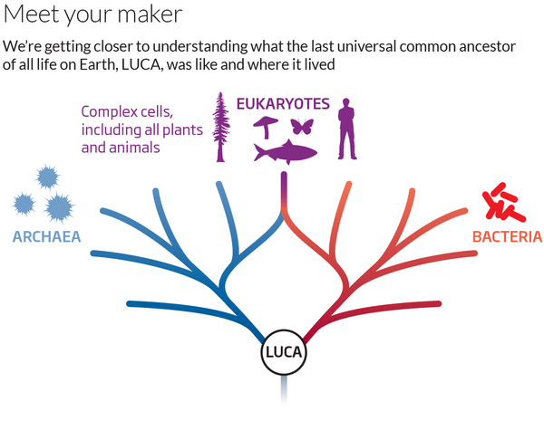 美国科学家绘制新的地球生命之树，将LUCA作为生命的共同祖先。