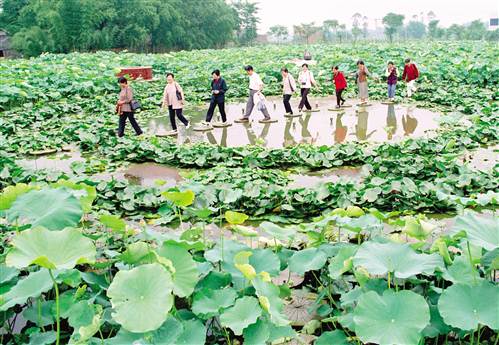 　　湿地植物——荷花 摄/周兴建