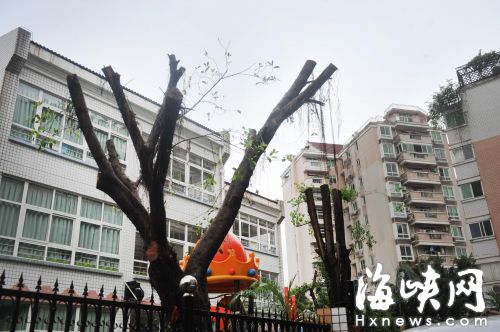 福州金山幼儿园16棵大树遭砍头 树冠直径都超