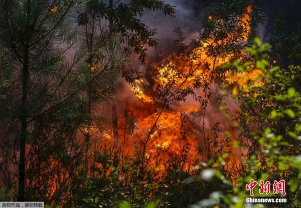 葡萄牙因极端高温天气发生山火 浓烟蔽日