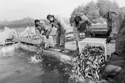 大金湖渔业发展有限公司的渔民们在向金湖投放鱼苗。