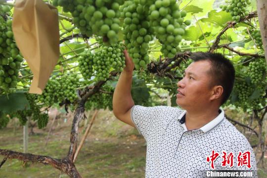三都普安縣葡萄種植戶楊勝友和他種植的葡萄。時(shí)杰 攝