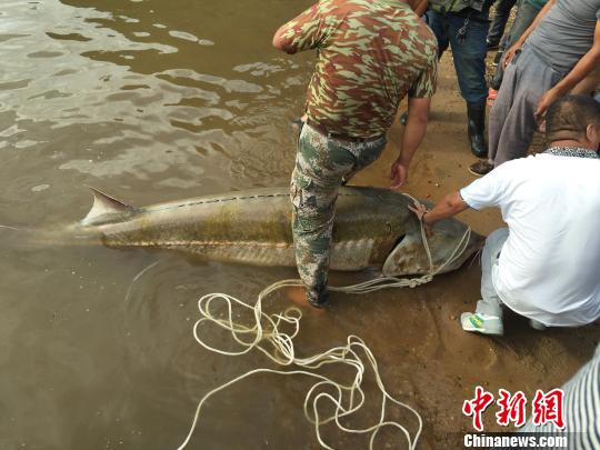 罕见！黑龙江同江渔民捕获一条400斤重鲟鳇鱼(图)
