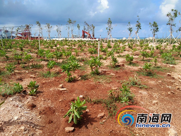 　　第一批捐赠树苗在岛上居民的精心照顾下，成活率达到70-80%。海南省海洋环保协会 杨卫平 摄