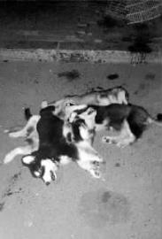 4只小狗死了有人说是被摔死的?