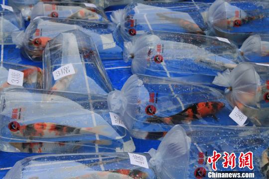 专家看锦鲤要看她的体型、色质、花纹、泳姿　沈殿成　摄