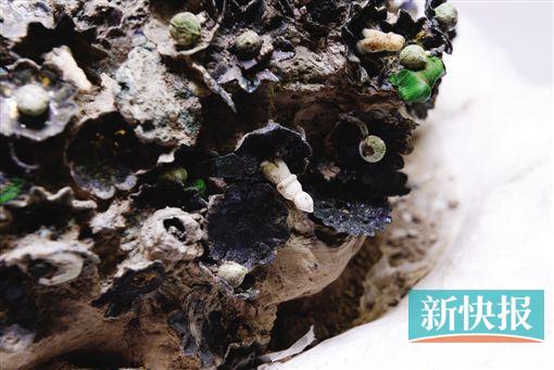 ■出土文物萧后冠。(新华社发)