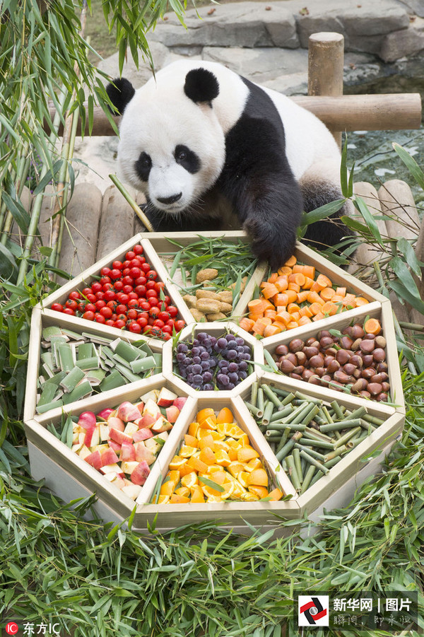 韩国动物园大熊猫提前享受节日大餐(图)