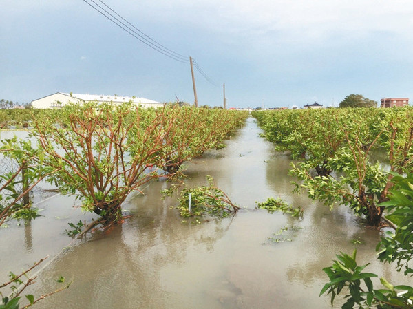 “莫兰蒂”台风导致台湾农业损失近6亿 高雄最惨重