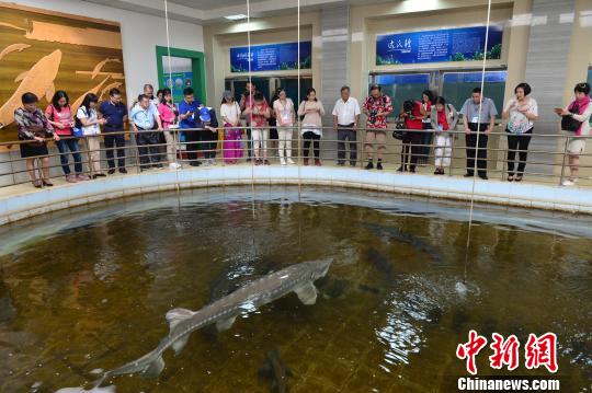 海外华文媒体登三峡大坝 考察中华 鲟 保护_凤凰