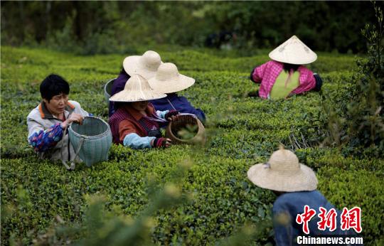 图为春茶采摘。 陈君 摄