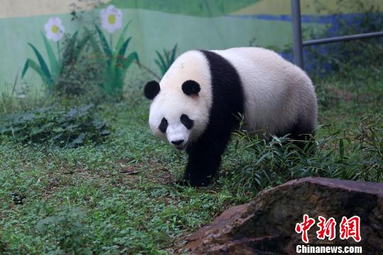 大熊猫与游人见面。寒单 摄 9月30日,大熊猫华丽和星安由四川抵达江苏溧阳,落户南山竹海并首次与游客见面。据悉,大熊猫姐妹花华丽和星安,均于2013年在雅安碧峰峡出生,这次入住的南山竹海景区位于苏浙皖三省交界之处,群山环抱万亩竹海,不仅为熊猫提供了舒适的安乐窝,更为游客全方位观赏、了解大熊猫提供了方便。