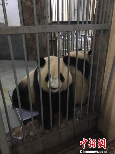 图为熊猫姐妹俩 金泉 摄