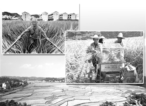 　　▲岑巩县注溪镇周坪村农民正忙着抢收杂稻种子。 （资料图片）