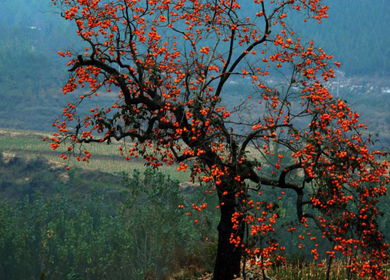 狼牙山的柿子树，图片来源于网络