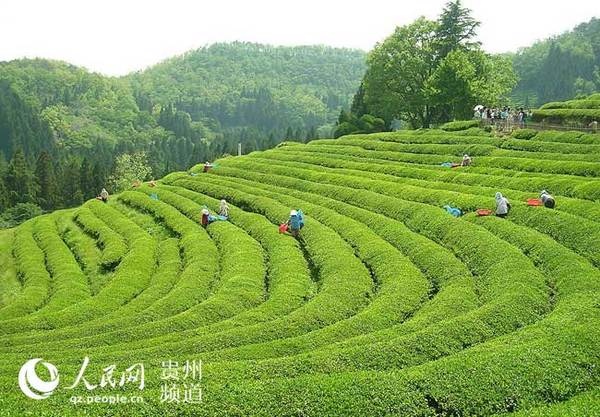 贵州遵义茶宣传片登陆央视 助黔茶香飘世界(图
