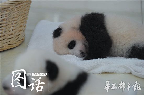 4只熊猫宝宝亮相图片_WWW.66152.COM
