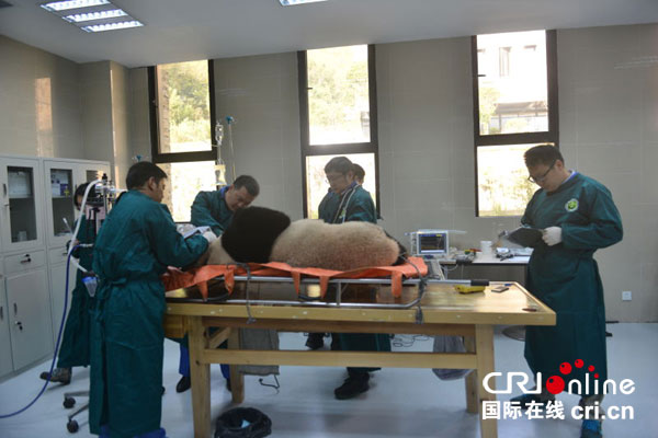 工作人员在给大熊猫做最后一次体检