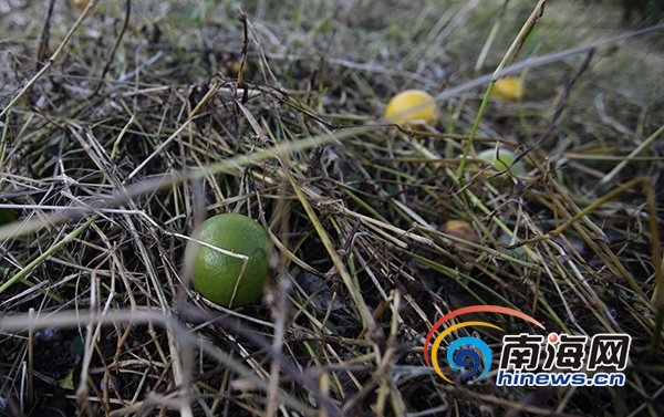 受莎莉嘉影响琼中绿橙减产 将推迟至11月上