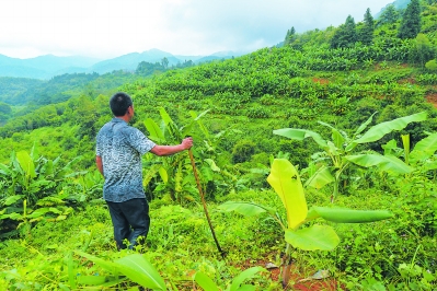 满山美蕉林寄托着上金村民的致富愿景。