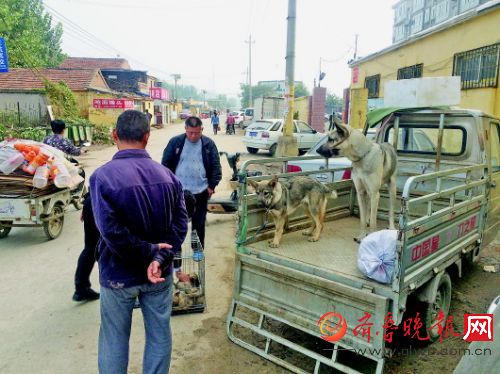 路边自发形成的狗市。 本报记者 王杰 摄