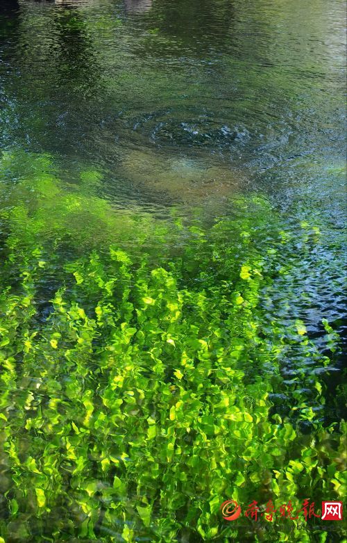 章丘龙湾泉和水草