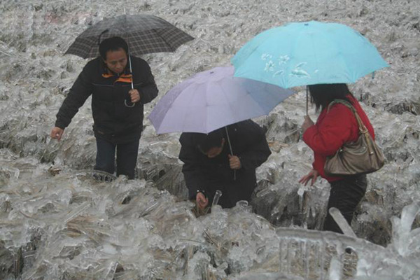 2008年南方低温雨雪灾害对生态系统带来严重破坏.