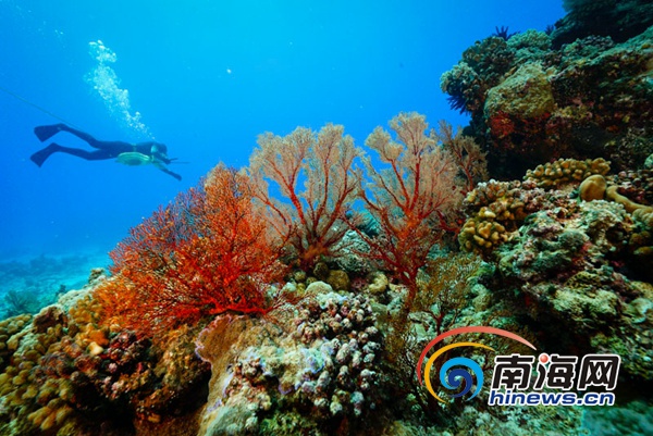 2016年9月20日,三沙市七連嶼海域,美妙的海底世界。楠忘攝