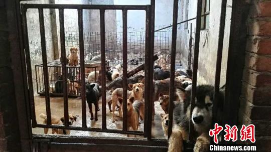 克己套索5秒偷狗昆明一窝点查获40余只被盗犬