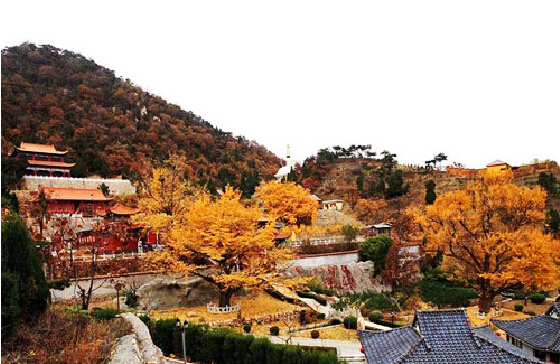 遵化禅林寺银杏树。图片来源于网络