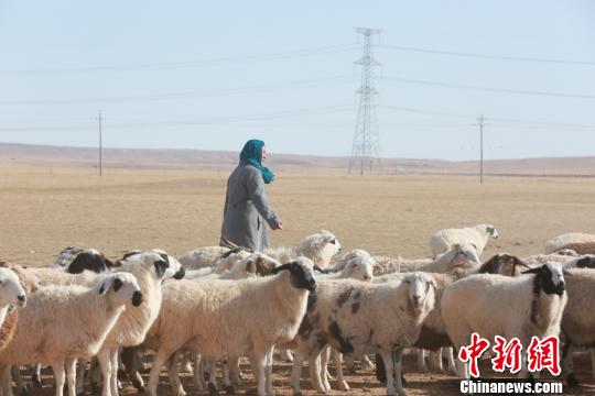 图为放牧于苏尼特草原上的苏尼特羊群。　田伟　摄