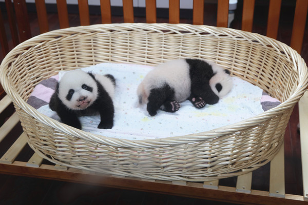 上海首对大熊猫龙凤胎今双满月 名字叫啥你来