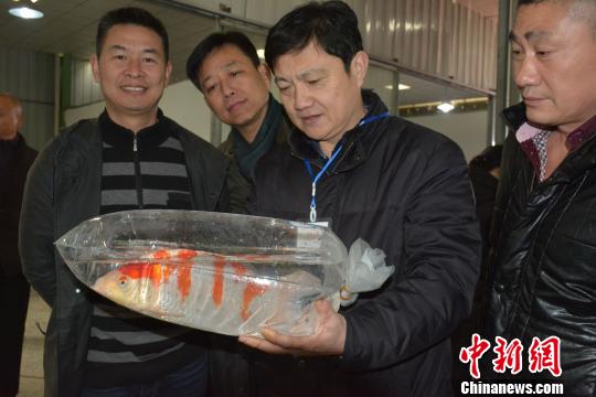 安徽淮南的陆先生向观众介绍他养殖的锦鲤。朱志庚　摄