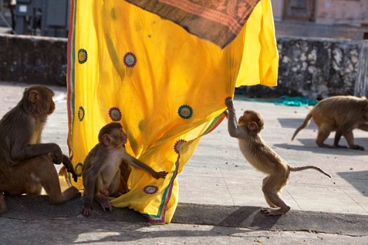印度斋浦尔，猴子成群结队与人在城中“同居”，扯人们晾着的纱丽戏耍。