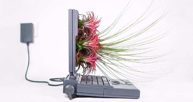 土豪新玩法！旧苹果电脑种上了盆栽