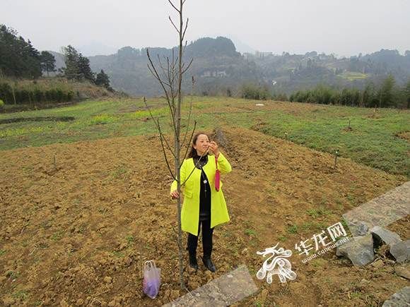 唐存义查看经果林无花果苗生长情况。受访者供图 华龙网发