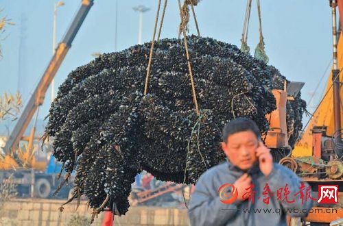 有了海虹采摘机收获效率大为提高,养殖户打电话通知商贩来收货。齐鲁晚报记者隋忠伟摄