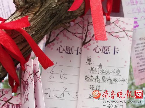 济南五龙潭公园樱花节，樱花树下许愿心意浓