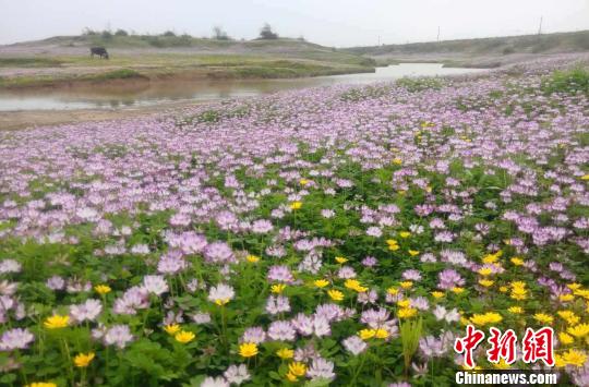 南昌乡村紫云英争相绽放成春日美景