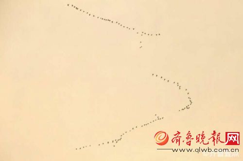 大雁归来!青岛天空中群雁列队起舞 很是壮观 图片由壹粉提供