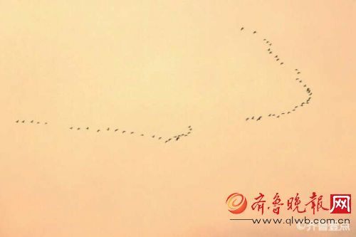 大雁归来!青岛天空中群雁列队起舞 很是壮观 图片由壹粉提供