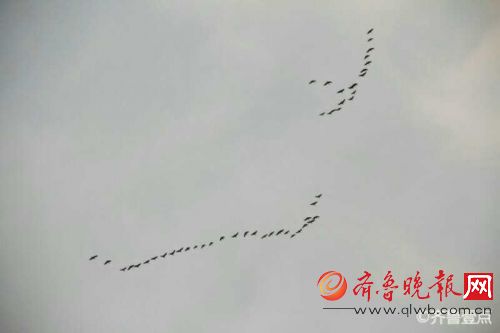 大雁归来!青岛天空中群雁列队起舞 很是壮观 图片由壹粉提供