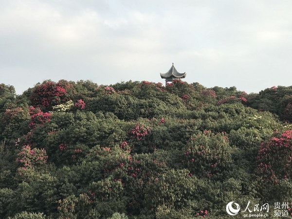 图在百里杜鹃景区杜鹃花绽放美景。