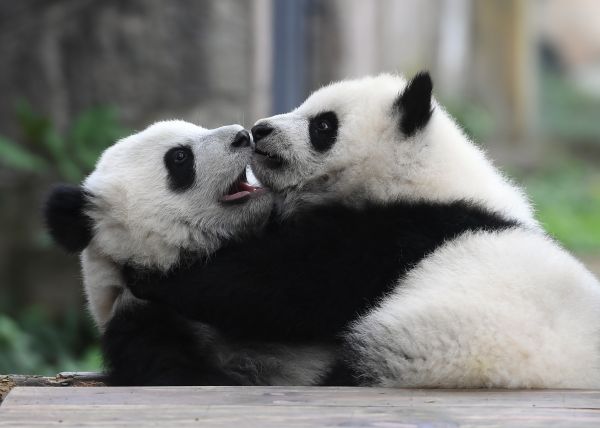 英媒称中国将建大熊猫国家公园 是黄石公园3倍大