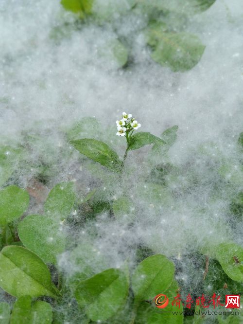 山大洪楼校区杨絮漫天飘,落地堆成"雪"