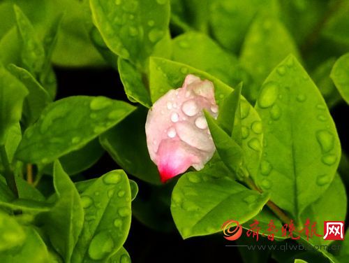 落红如诗缺黛玉:昨夜雨疏风骤,今朝绿肥红瘦