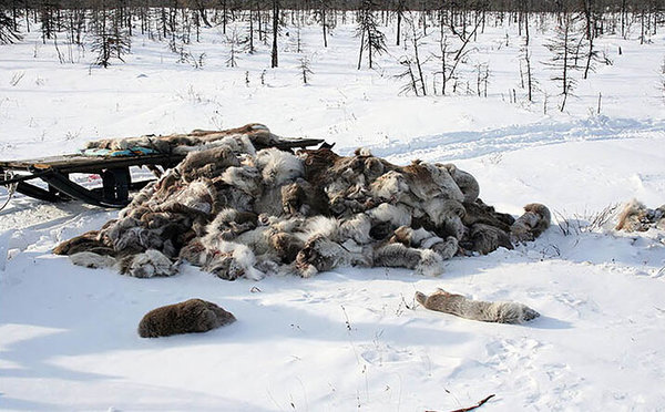 大量遭杀害的驯鹿被击中抛弃在野外。