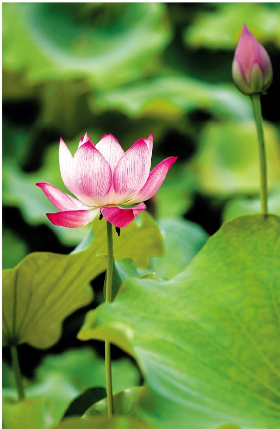 凉爽将至六月雨水要变多_凤凰资讯