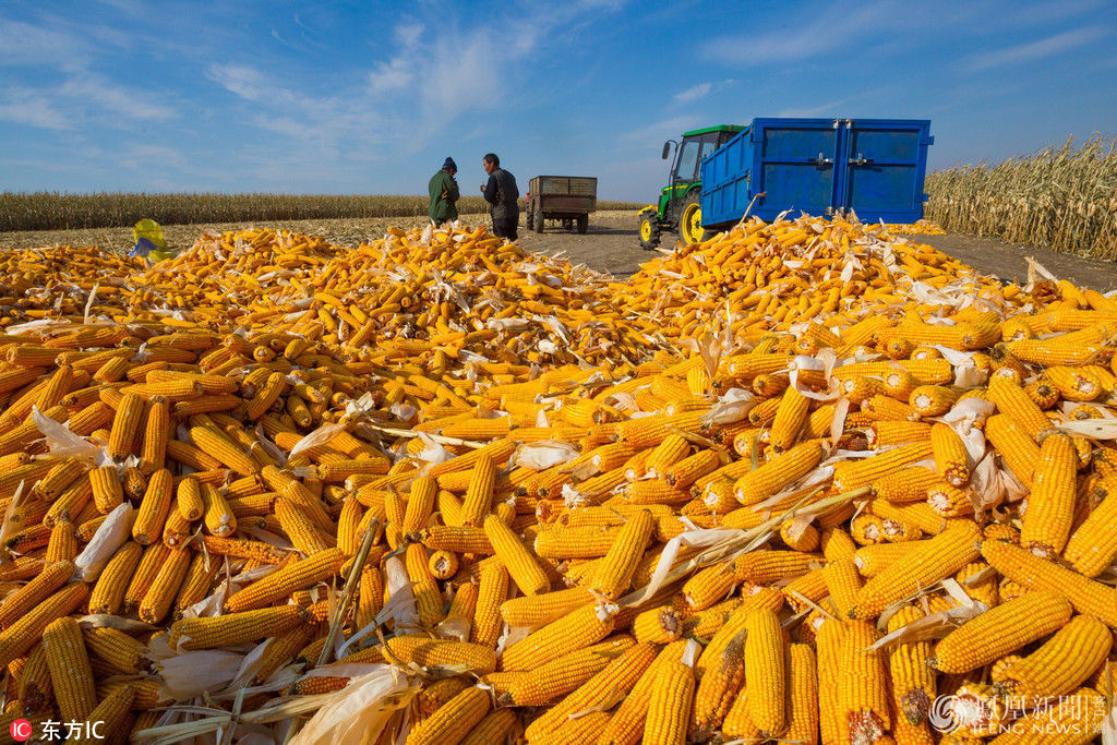 黑龙江:玉米丰收 农家院里堆到院外