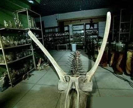 震惊!村民修路竟挖出千年真龙 坠龙事件真相原